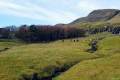 Viðalund Sevmýri (1)