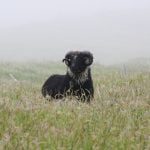 Landsseyðasýning 2025