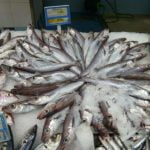 Svartkjaftur til vinnuligar fiskiroyndir