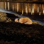 Roysningur í mølini í Vági