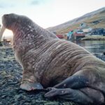 Roysningur í mølini í Vági