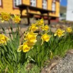 Søguslóðir: Gongutúrur í økinum kring við Ruth Smith savnið